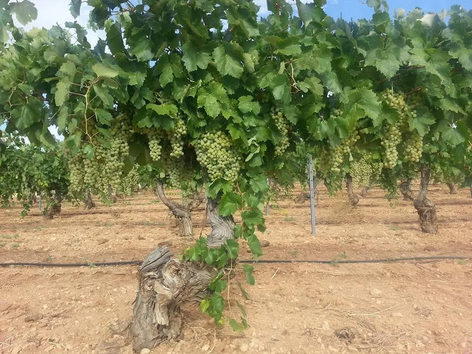 Cepa vieja cargada de racimos verdes en la campiña cordobesa